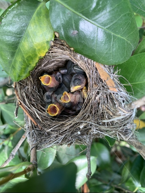 새,딱새,새끼새,야생,길거리야생,조류,새,birds