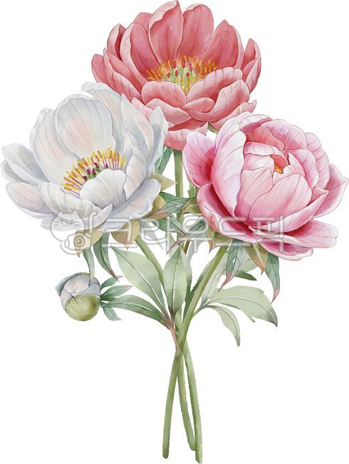 모란,모란꽃,꽃일러스트,모란일러스트,수채화,일러스트,봄,봄꽃,식물,꽃,보테니컬,화사한,야생화,들꽃,꽃송이,잎,잎사귀,꽃그림,봄그림,수채화그림,플라워,부케,꽃다발,꽃장식,daisy,flower,plant,peony,분홍색,분홍색모란,분홍색꽃,흰색꽃,흰색,흰색모란