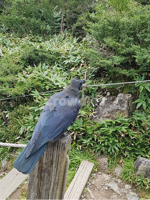 뒷모습,새,바라보다,혼자,쓸쓸,고요,고독,까마귀,생물,숲,자연,나뭇가지,나뭇잎,응시,보다,동물,animal,조류,새,birds