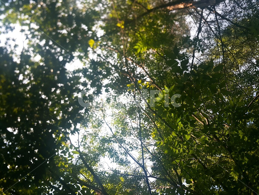 tree,나무,plant,sunlight,햇빛,식물,숲,forest,자연,풍경,nature,landscape