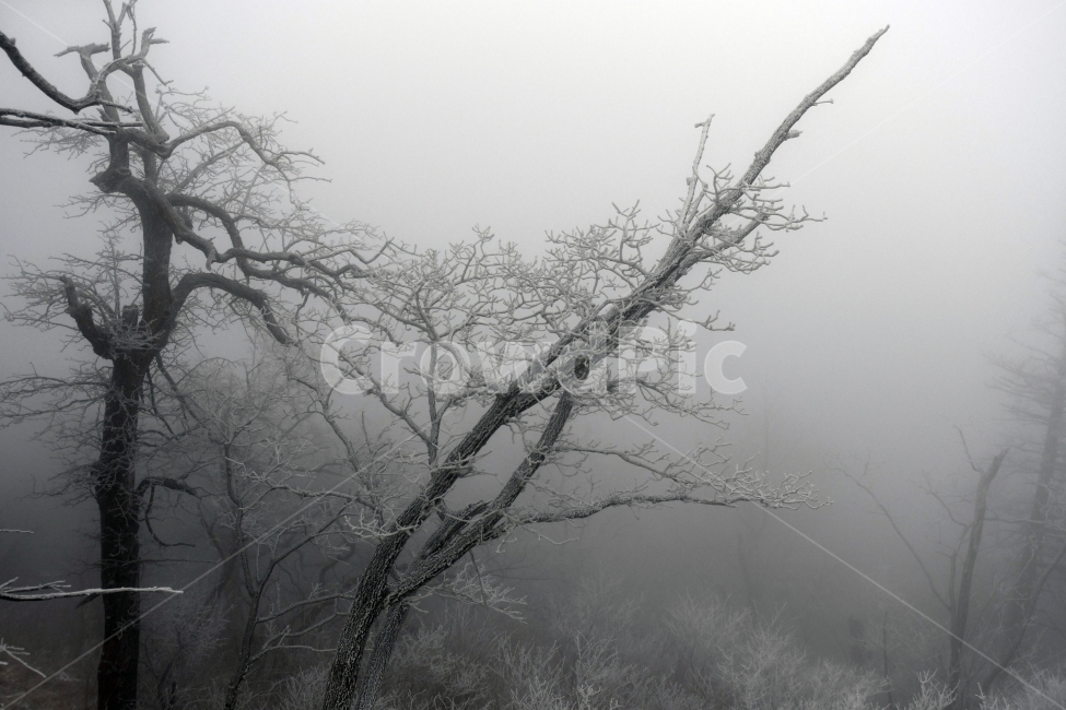 눈,풍경,겨울,눈꽃,상고대,바람,서리,추위,산,나무,겨울,계절,winter,season,자연,풍경,nature,landscape,식물,plants,나무,trees,wood,weather,날씨,outdoors,옥외