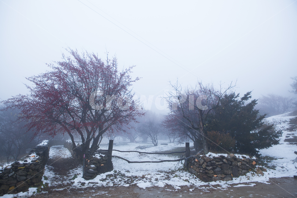 산수유,산수유열매,산수유꽃,산수유마을,겨울,눈,농촌,농장,이천,재배,경작,농로,꽃,전원,식물,산수유나무,농가,시골마을,시골,cornusfruit,farm,ruralarea,농업,agriculture,countryside,village,coinusblossom,겨울,계절,winter,season,자연,풍경,nature,landscape,outdoors,옥외
