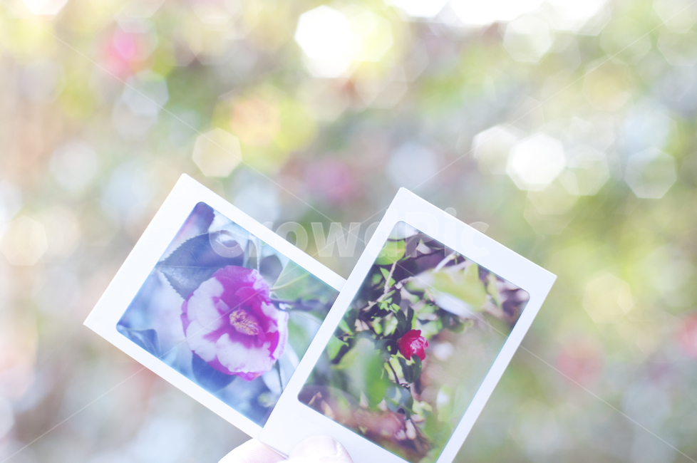 flower,꽃,식물,폴라로이드,동백꽃,식물,자연,plants,nature,꽃,flower