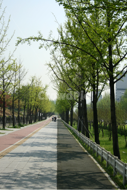 봄길,봄,봄날,봄풍경,감성,spring,flower,공원,풍경,식물,새싹,잎,초록,나무,가로수,길,봄나들이,봄,계절,spring,season,도시,풍경,city,landscape,한국도시풍경,한국도시경관,korea cityscape,path,통로,garden,정원,outdoors,옥외,arbour,정자