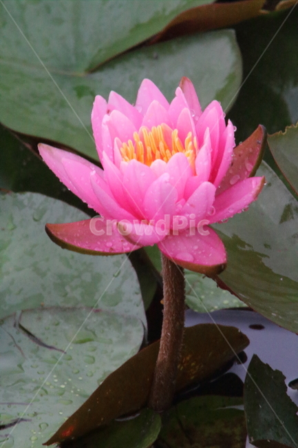 연,수련,수생식물,꽃,waterlily,식물,자연,plants,nature,꽃,flower