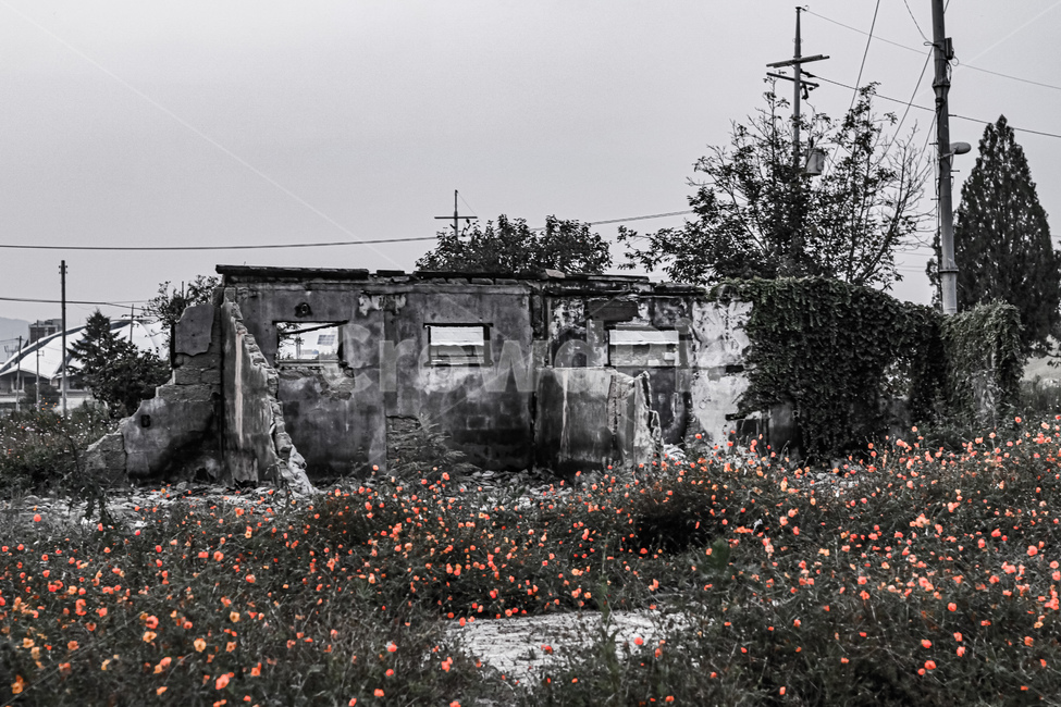 nature,자연,outdoors,옥외,꽃,풍경,흑백