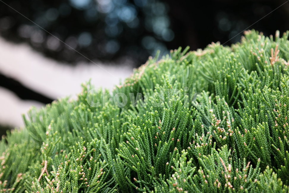 식물,plant,tree,나무,자연