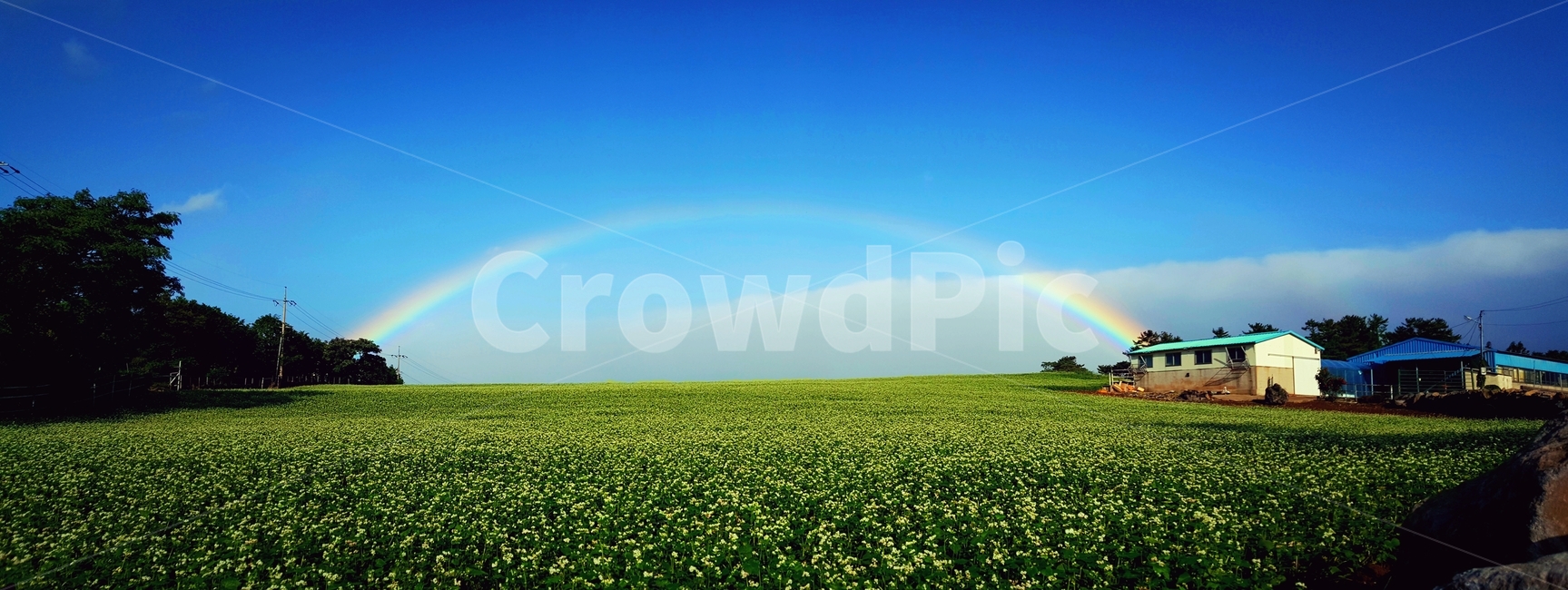 nature,자연,outdoors,옥외,rainbow,field,들,풍경,무지개,메밀밭,파란하늘