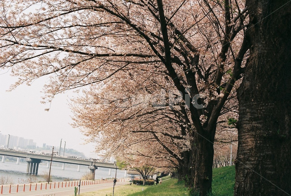 plant,식물,tree,나무,treetrunk,나무줄기,벚꽃,spring