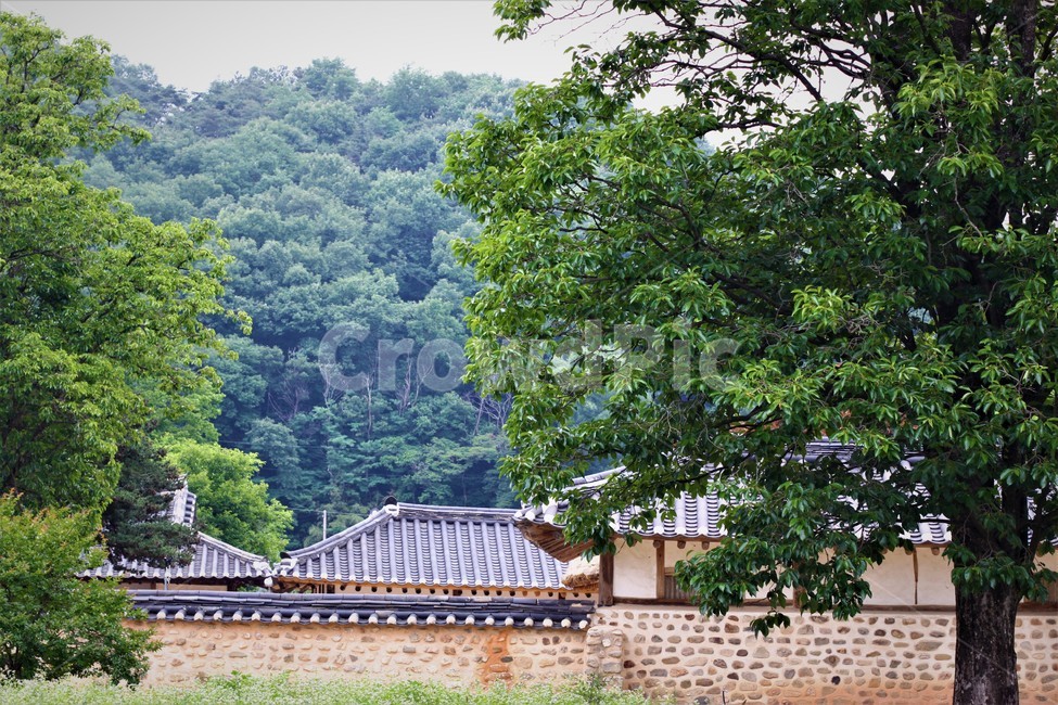 한옥,고택,정원,꽃,나무