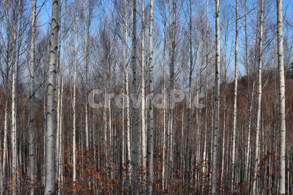 자작나무,흰나무,plant,식물,tree,나무,birch,겨울