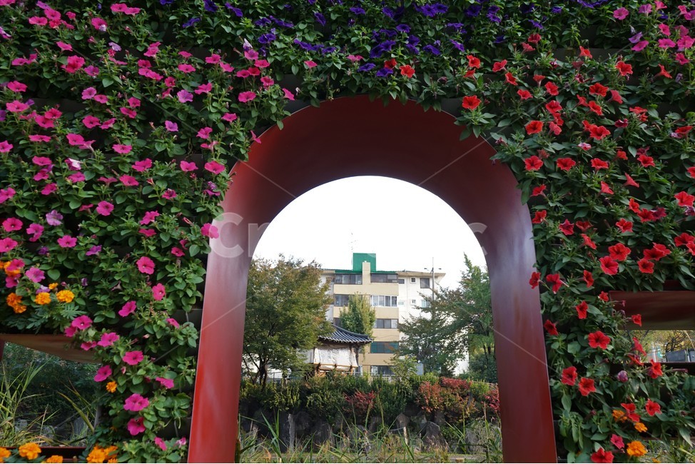 국화,가을,전시,홍제천,노랑,빨강,교각,여유,아치,꽃,chrysanthemum,autumn,fall,yellow,flower,decoration,arch,beautiful,plant,우아함,계절,season,floral,nobility,고귀함,향기,가을대표,식물,자연,plants,nature,꽃,flower