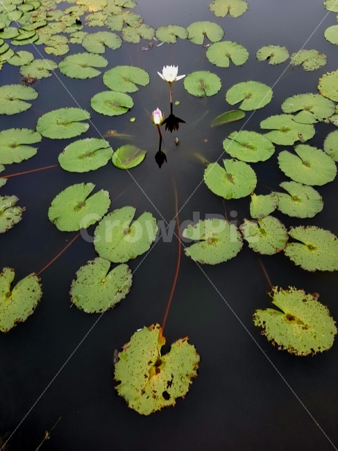 수련,연잎,가을,식물,물,식물,자연,plants,nature,꽃,flower