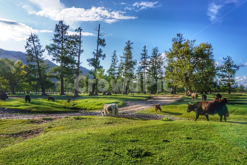 land,땅,몽골,mongolia,grass,잔디,nature,자연,plant,식물,목초지,grassland
