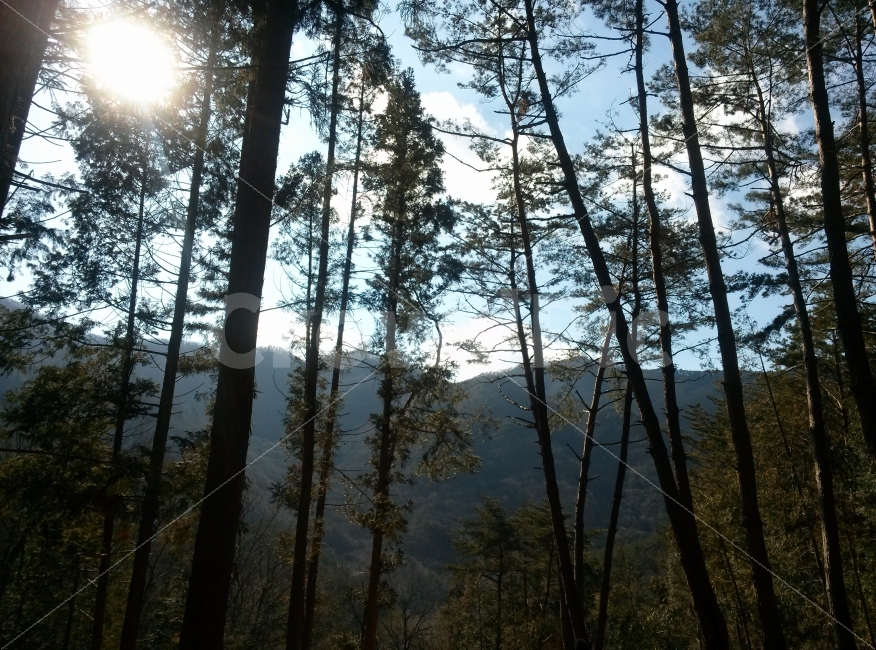 수풀,산,푸르름,나무,청명함,자연,풍경,nature,landscape,식물,plants,나무,trees,wood,tree,fir,전나무,plant,light,빛,flare,플레어