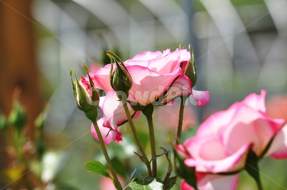 장미,가을장미,분홍,꽃,꽃사진,정열,식물,자연,plants,nature,꽃,flower
