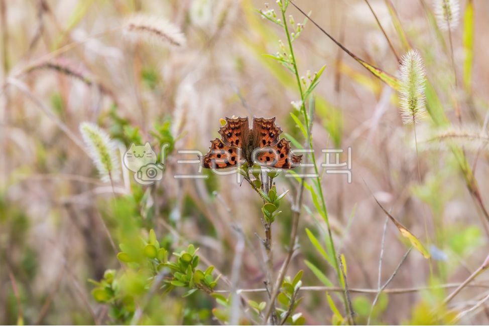 Backwards,Orange,Fourlegged butterfly,butterfly,insect,arthropod,polygonia,green,nature,leaf,outdoor,orange,sunlight,plant,animal,autumn