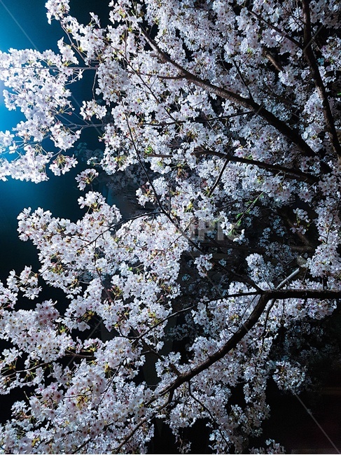 봄,풍경,벚꽃,밤,식물,꽃나무,밤하늘,계절,분홍,봄,계절,spring,season,plant,blossom,꽃,cherry blossom,flower