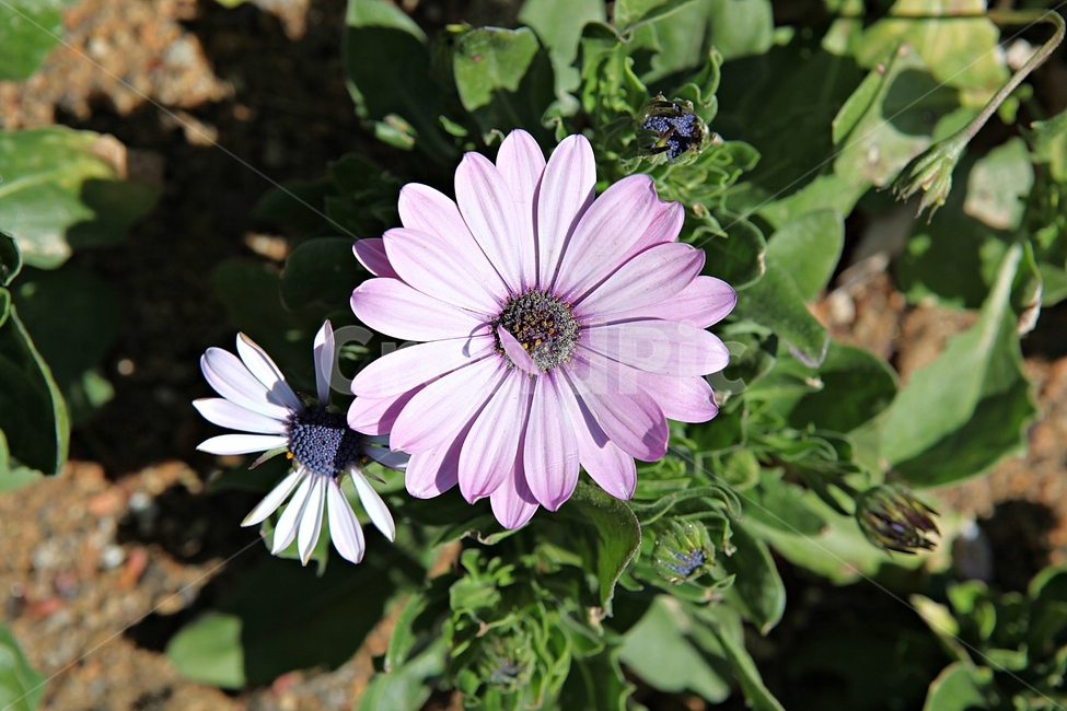 spring flowers,spring,chrysanthemum flower,Chrysanthemum,nature,plant,flowering,park,flower