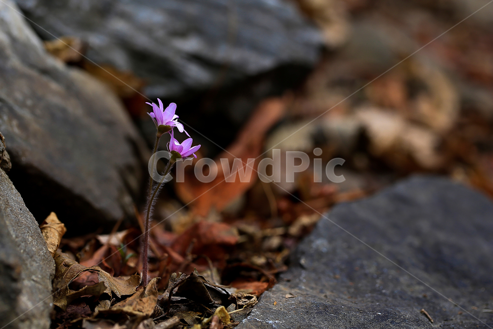노루귀,야생화,봄,봄꽃,꽃,식물,봄에피는꽃,우리나라꽃,우리나라,분홍색,분홍,꽃잎,꽃망울,낙엽,갈색,가을,예쁜,예쁘다,아름다운,아름답다,화분,화분키우기,분갈이,감성사진,감성,테마,봄테마,여름테마,배경색,배경,화면,배경화면,토종,토종꽃,토종식물,관상,줄기,솜,솜털,보송보송,땅,솓아오르다,돋다,돋아나다,화려,화려한,화사,화사한,군락지,식물,자연,plants,nature,꽃,flower