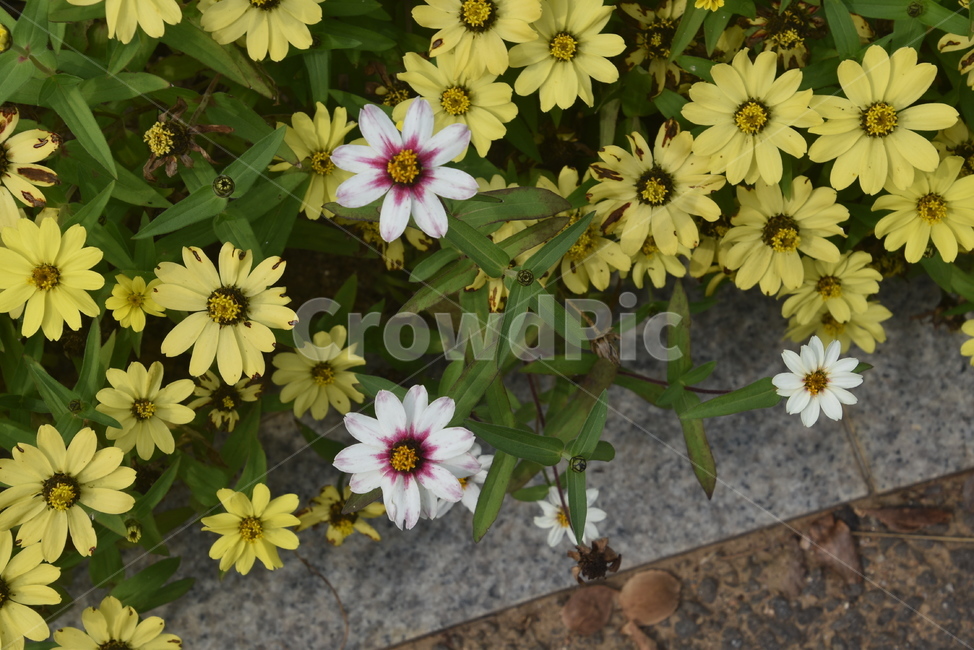 식물,꽃,데이지,수목원,plant,식물,자연,plants,nature,꽃,flower