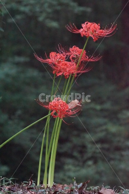 꽃,상사화,꽃무릇,자연,식물,가을,붉은꽃,red,fiower,nature,fall,green,식물,자연,plants,nature,꽃,flower
