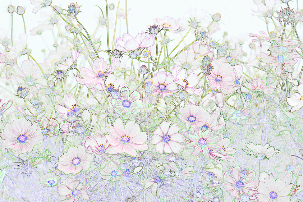 꽃,코스모스,식물,그림,스케치,도안,색칠,색칠하기,코스모스꽃,식물,자연,plants,nature,꽃,flower