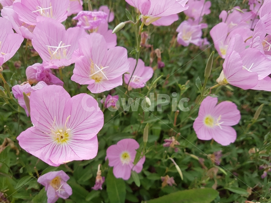 분홍꽃,꽃,봄꽃,꽃밭,풀,식물,자연,plants,nature,꽃,flower