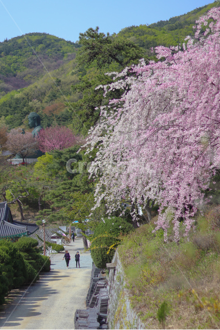 weeping willow,Double cherry blossoms,Cherry Blossom,flower,Weeping Willow Cherry Blossoms