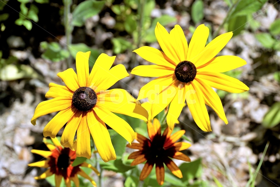 루드베키아,rudbeckia,암술,coneflower,삼잎국화,국화과,식물,꽃,노랑,floral,plant,stigma