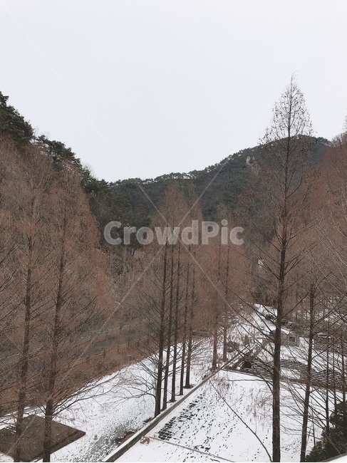 자연,나무,설경,겨울,눈,겨울,계절,winter,season,자연,풍경,nature,landscape,outdoors,옥외,tree,plant,식물