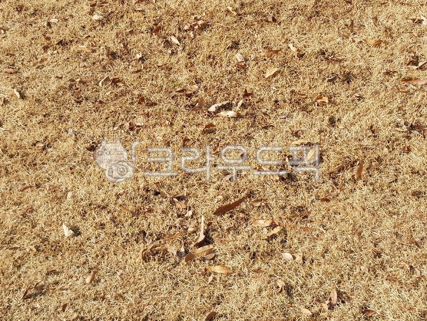 soil,토양,마른잔디,마른잔듸,마른낙엽,texture,조직