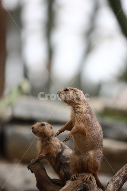 프레리독,동물,여행,자연,일상,동물,animal,포유류,mammal