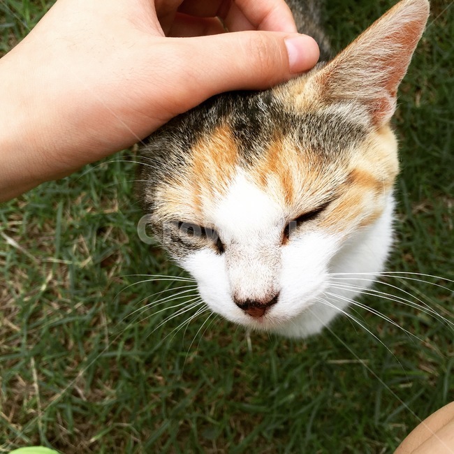 고양이,삼색고양이,눈감은고양이,길고양이,cat