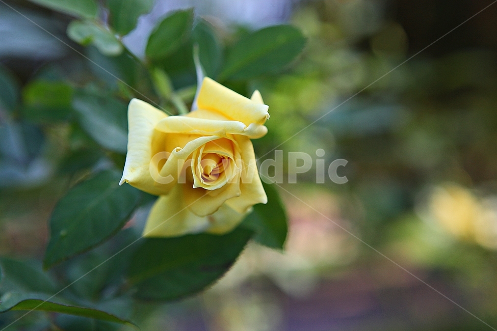 장미,장미꽃,꽃,꽃잎,가을,식물,자연,공원,식물,자연,plants,nature,꽃,flower
