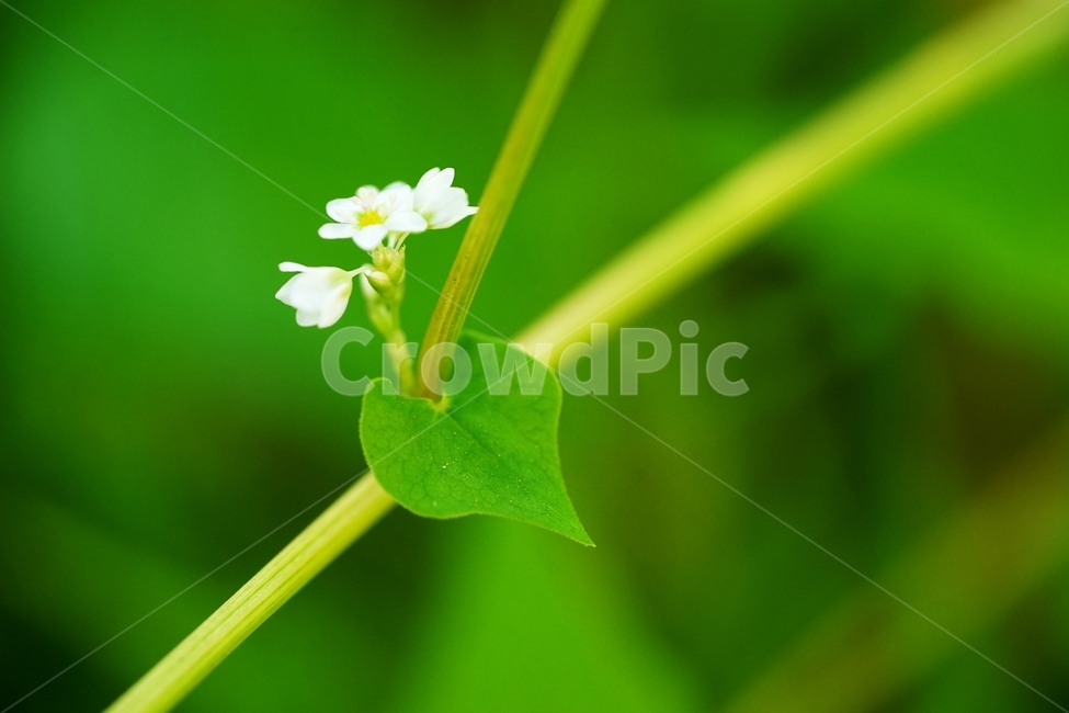 메밀,메밀꽃,메밀밭,흰메밀,흰메밀꽃,식물,자연,plants,nature,꽃,flower