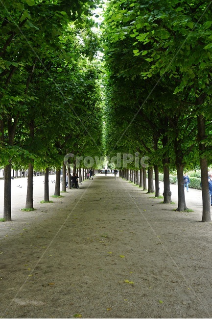 tree,나무,plant,식물,outdoors,옥외,person,사람,human,인간