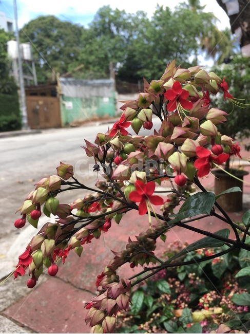 꽃,풍경,거리,필리핀,flower,scenery,street,philippines