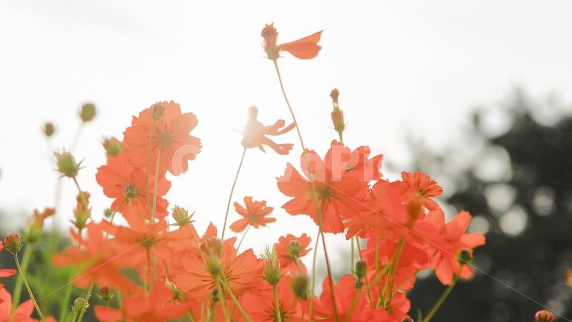 꽃,가을,봄,빨강,하늘,image,flower,행복,가을,계절,fall,autumn,season,식물,자연,plants,nature,꽃,flower,감성,sensible,feeling,휴식,힐링,rest,relaxation,healing,plant,leaf,잎