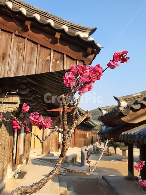 꽃,홍매,나무,봄,통도사,한옥,산,가을,햇빛,전통,식물,plant