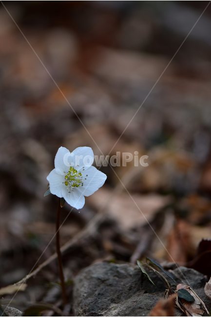 변산바람꽃,2018년,2월,야생화,꽃,생태,식물,자연,들꽃,산꽃,봄,감성,힐링,플라워,계절,시즌,wild,Flower,plants,nature,spring,season,배경,나무,목본,풀,초본,미나리아재비과,너도바람꽃속,flower,생태사진,봄꽃,거제도,봄,계절,spring,season,식물,자연,plants,nature,꽃,flower,plant
