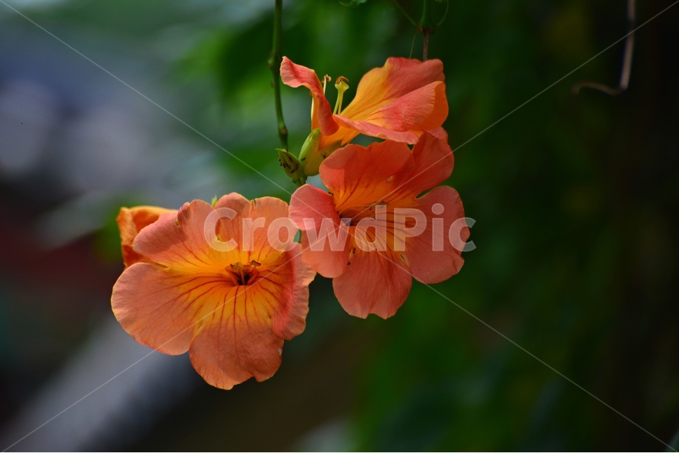plant,식물,blossom,flower,꽃,능소화,능소화꽃,식물,자연,plants,nature,꽃,flower