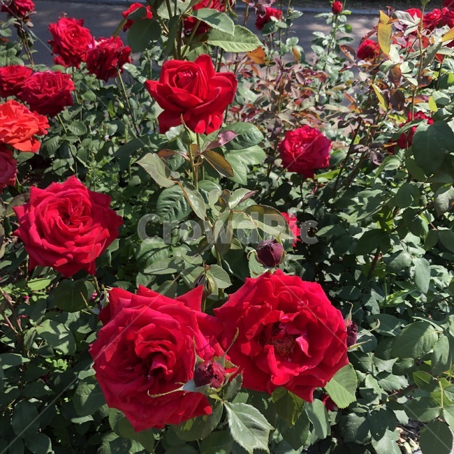 장미,rose,flowers,빨간꽃,햇빛,식물,꽃,장미공원,꽃놀이,창원,창원장미공원,빨간장미,빨간색장미,빨간색꽃