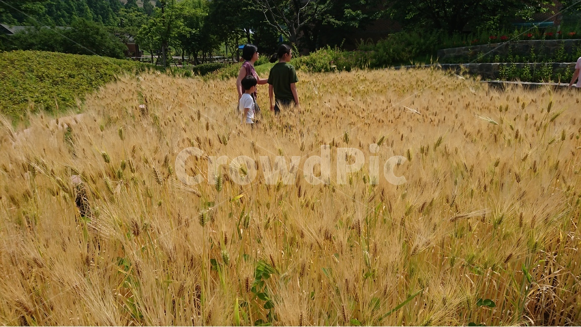 자연,식물,풍경,보리,노란보리밭,보리밭,사람들,여름풍경,자연,풍경,nature,landscape,사람들,대중,군중,other people,crowd,plant