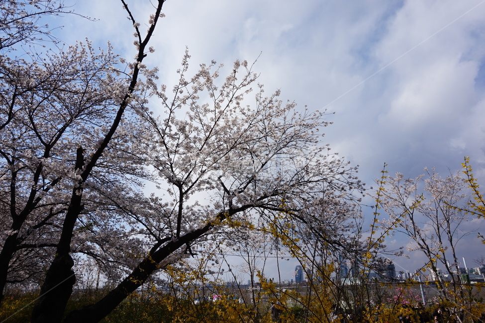 봄,벚꽃,개나리,벚꽃축제,하늘,봄,계절,spring,season,도시,풍경,city,landscape,한국도시풍경,한국도시경관,korea cityscape,식물,자연,plants,nature,나무,trees,wood