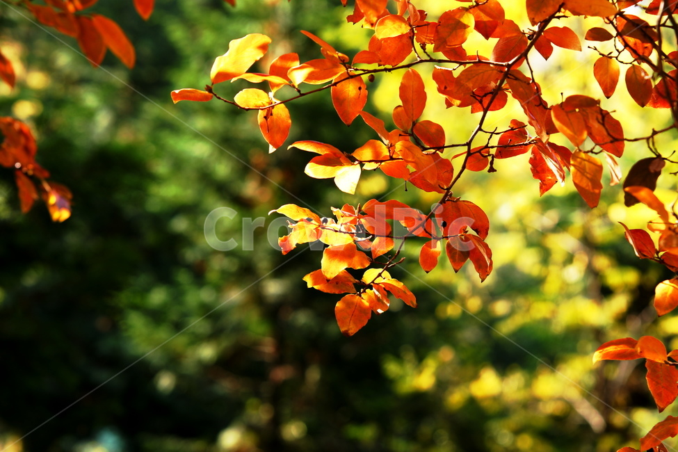 단풍,가을,아름다움,감태나무,눈부심,가을,계절,fall,autumn,season,식물,자연,plants,nature,plant,leaf,잎