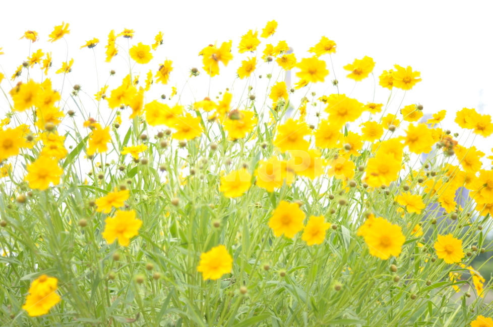 꽃,노랑,풍경,봄풍경,봄,봄,계절,spring,season,식물,자연,plants,nature,꽃,flower,field,들