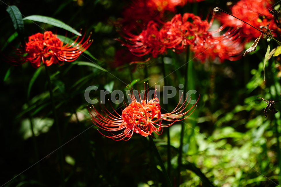 꽃무릇,꽃,식물,플라워,flower,자연,nature,plants,9월,가을,fall,autumn,september,꽃밭,화단,꽃사진,가을꽃,식물,자연,plants,nature,꽃,flower