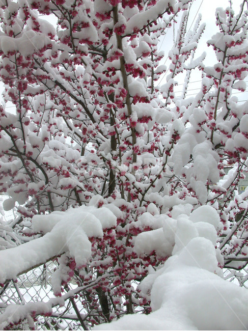 겨울,눈,홍매화,정원,겨울꽃,겨울,계절,winter,season
