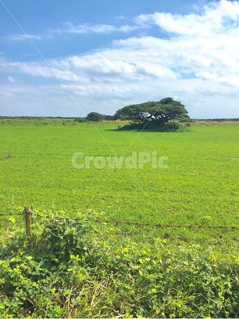 field,들,outdoors,옥외,grassland,목초지,nature,자연,rural,농촌,farm,농장,countryside,섬,평화로운,한적한,초록,한그루,구름,나무